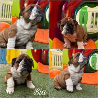 Bouledogue anglais #2