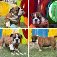 Bouledogue anglais #3