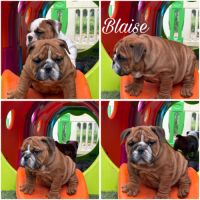 Bouledogue anglais #4