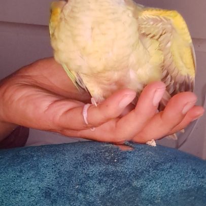 Conure molinae eam 2 #1