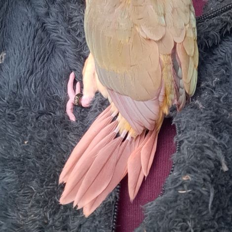 Conure molinae eam 2 #3