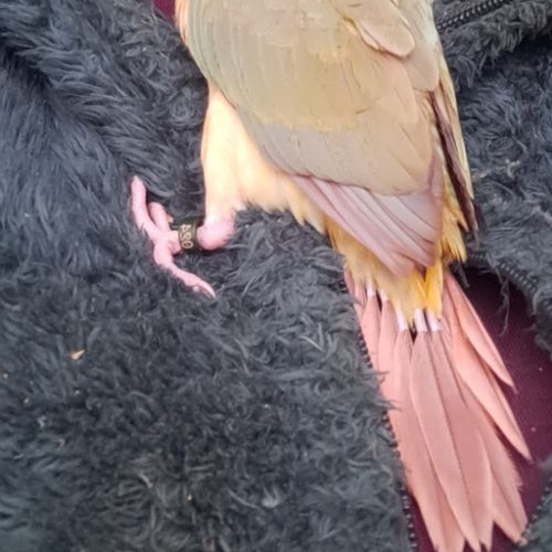 Conure molinae eam 2 #4