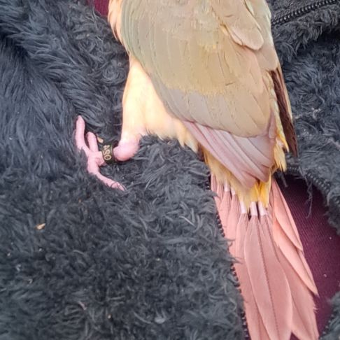 Conure molinae eam 2 #5