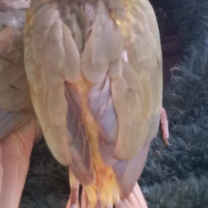 Conure molinae eam 2