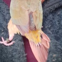 Conure molinae eam 2 #2