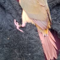 Conure molinae eam 2 #4