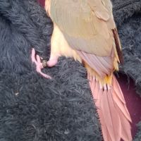 Conure molinae eam 2 #5