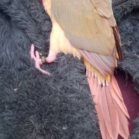 Conure molinae eam 2 #6