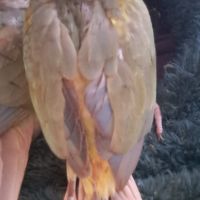 Conure molinae eam 2 #0