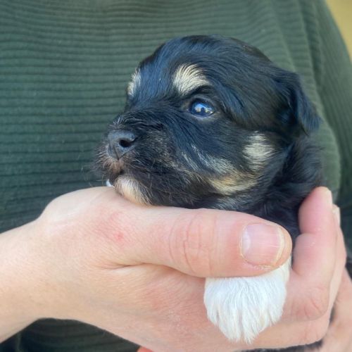 Chiots bichon havanais #0