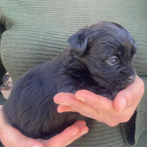 Chiots bichon havanais #3