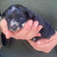 Chiots bichon havanais #2