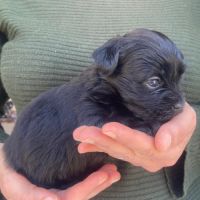 Chiots bichon havanais #3