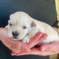 Chiots bichon havanais #4