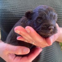 Chiots bichon havanais #5