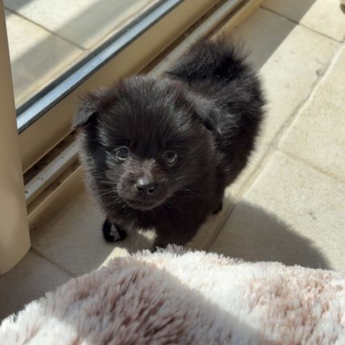 Béluga, 1 male de type pomsky noir black à réserve #1