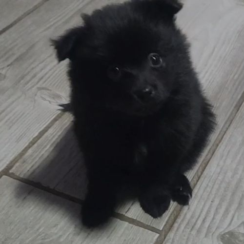 Béluga, 1 male de type pomsky noir black à réserve #3