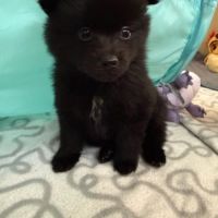 Béluga, 1 male de type pomsky noir black à réserve