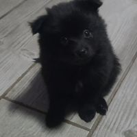 Béluga, 1 male de type pomsky noir black à réserve #3