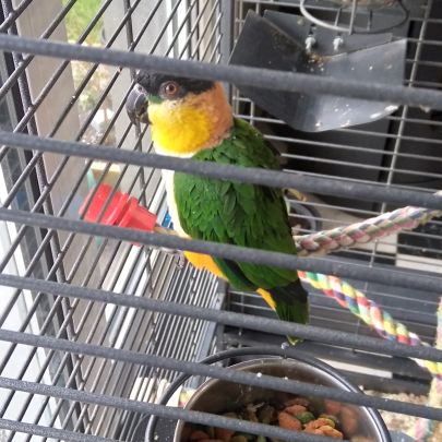 Caïque à tête noir mâle #1