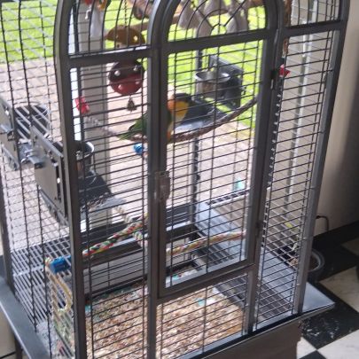 Caïque à tête noir mâle #2