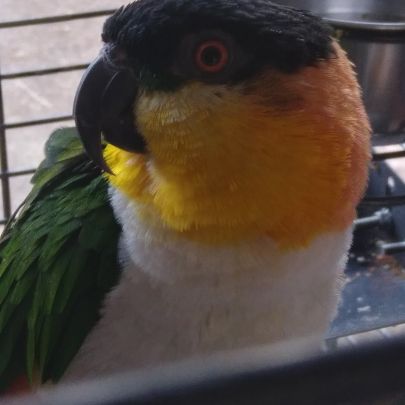 Caïque à tête noir mâle #0