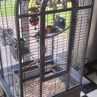 Caïque à tête noir mâle #2