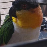 Caïque à tête noir mâle