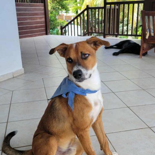 Aloka ton amis pour la vie #3