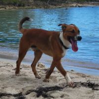 Aloka ton amis pour la vie #5