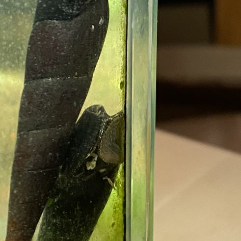 Escargots nettoyeurs eau douce #1