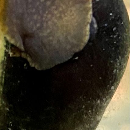 Escargots nettoyeurs eau douce #2