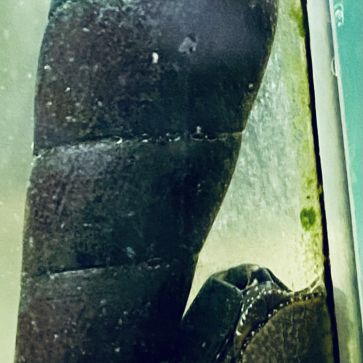 Escargots nettoyeurs eau douce #3