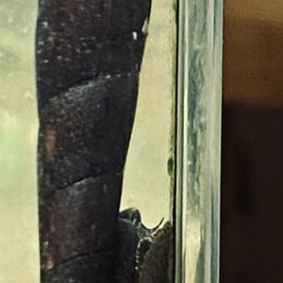 Escargots nettoyeurs eau douce #0