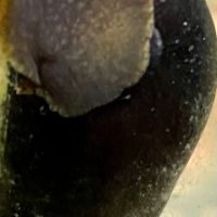 Escargots nettoyeurs eau douce #2