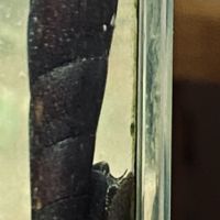 Escargots nettoyeurs eau douce