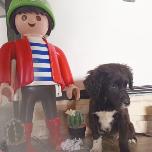 Bichette croisé cane corso setter #2