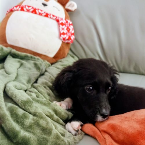 Bichette croisé cane corso setter #4