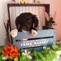 Bichette croisé cane corso setter #1