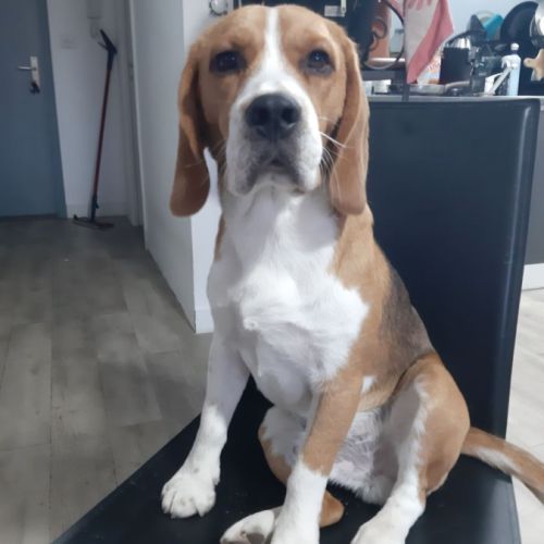 Jeune beagle moins de 2 ans à adopter #2
