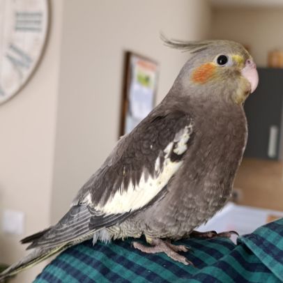 Calopsitte eam jeune de 2 mois #1