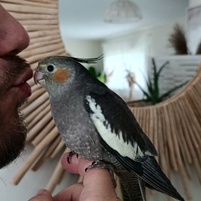 Calopsitte eam jeune de 2 mois