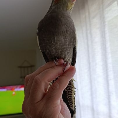 Calopsitte eam jeune de 2 mois #3