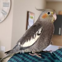 Calopsitte eam jeune de 2 mois #1