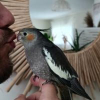 Calopsitte eam jeune de 2 mois #0