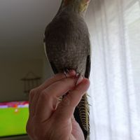 Calopsitte eam jeune de 2 mois #3