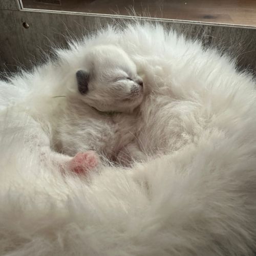 Chaton ragdoll