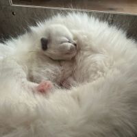 Chaton ragdoll #0