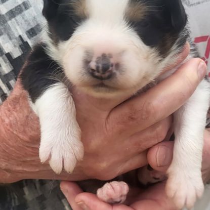 Chiots berger australien #1