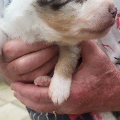 Chiots berger australien #3